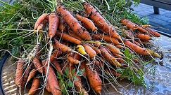 We Harvested Our Carrots