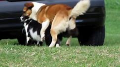 CAT AND DOG MATING - BREEDING