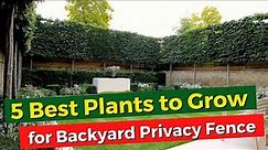 5 Best Plants to Grow for Backyard Privacy Fence - Provide Extra Privacy 🏡
