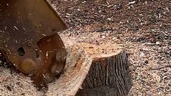 Satisfying Tree Stump Removals
