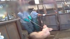 Shocking footage of pigs being abused in pig slaughterhouse