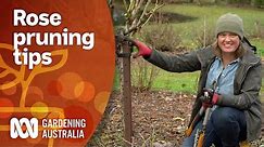 How and when to prune roses depending on variety | Gardening 101 | Gardening Australia