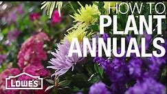 How to Plant Annual Flowers