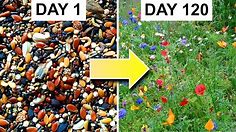 Growing a Bed of Wildflowers From Seed: 162-day Timelapse