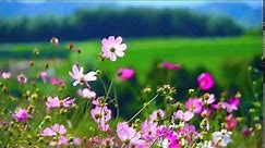 Flowers - Video Background HD 1080p