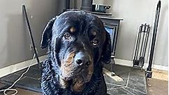 West Jefferson, OH - Rottweiler. Meet Ruger a Pet for Adoption - AdoptaPet.com