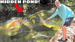 FINDING HIDDEN POND FILLED With EXOTIC FISH!
