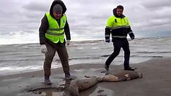 Around 2,500 dead seals found on the Caspian Sea Coast in Russia