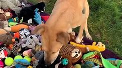 Rescue dogs choose their own presents