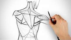 How to Draw the Shoulder Bones