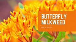 Butterfly Milkweed | Plant of the Month