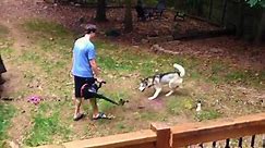 Husky is totally obsessed with leaf blower