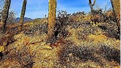Saguaro National Park in Tucson, Arizona 🌵🌵🌵 #saguaronationalpark #Arizona #tucson | Karla Moriel