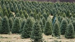 Should you buy a real or fake Christmas tree in 2023?