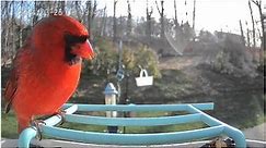 25 minutes of Live Bird Feeder Cam. March 25. Southern Connecticut. Lots of Species. #birding