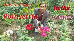 How to Plant Poinsettia in Your Garden// Growing and Caring Tips for Poinsettia.