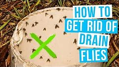How to GET RID OF DRAIN FLIES | in house and bathroom