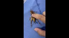 Nurse revives injured grasshopper with CPR