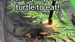 Bby turt feeding! 😊🐢 🐢 🐢 ~~~~~~~~~~~~~~~~~~~~~~~~~ #turtle #turtles #terrapin #terrapins #malaclemys #diamondbackterrapin #mondays #crown #reptile #reptiles #petsofinstagram #dbt #cute #babyturtles #aquascape #pond #ponds #koi #fishkeepers #fish #fishkeeping #concentricterrapin #ornate #concentric #colors #beautiful #nature #wildlife #petsofinstagram #reptilekeeping #aesthetic | DanTheTurtleMan
