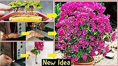 3 Simple & Best Methods To Grow Bougainvillea Cuttings| Bougainvillea flowering tips|Confetti|Garden