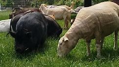 We used to use a gas powered... - Out To Pasture Sanctuary