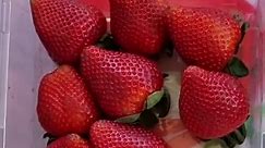 How to pack 1kg of strawberries #strawberries #australianstrawberries #sssstrawberries #sweetstrawberries | SSS Strawberries