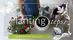 Planting a Knock Out® Rose in a Container
