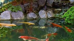 Relaxation - Koi Fish Pond with Nature and Water Sounds