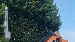 Effortless Tree Trimming The Hedge Cutter's Innovation #shorts | MiloPax