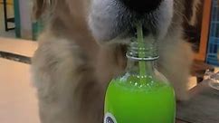 Dog drinking out of a straw🥰