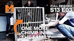 Chimp Kalu is Finally in Her New Home | Season 13 Episode 3 | Full Episode | Monkey Life