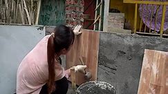 Build wall tiles for house fish, Apply concrete to smooth walls - Building farm frog - Farm life