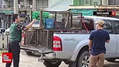 Tayland'da şehri istila eden maymunlar toplatılıyor
