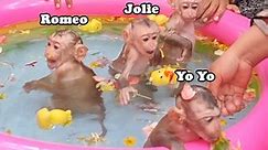 Baby Monkeys Swimming In Pool So Funny !!
