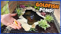 Building A Front-Yard Mini Pond!