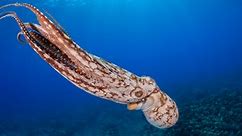 Octopuses’ Crazy DNA Can Tell Us Some Valuable Stuff About Biology Overall