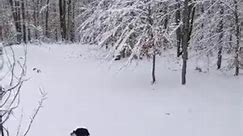 Dogs Play With Balls in Snow