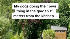 Who can relate 😂 #dogfridge #dogchallenge #dogmum #dachshundaddict #sausagedogcentral #dachshundlove | Digitbax