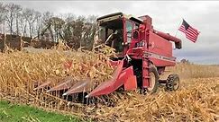The First Red Combine on Our Farm! l Harvesting Corn on a Small Dairy Farm with International 1460!