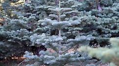 Rising cost of Christmas trees