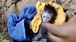 Million Sad poor Baby Monkey sad life story Passed away