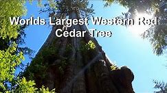 The World's Largest Western Red Cedar Tree!