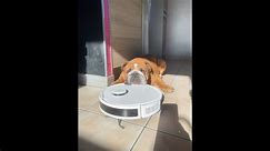 Bulldog "disarms" robot cleaner with adorable head rest