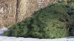Dorothy Pecaut Nature Center recycling old living Christmas Trees