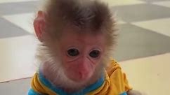 This youthful Pigtail Macaque is finally being put up for adoption! Our baby monkeys make adorable pets and companions. Inbox us for inquiries to help house our babies❤️ We have had the pleasure of being baby monkey owners for the past four years and now have taken the pleasure of becoming breeders! We are USDA and Fish & Wildlife approved. #babymonkey #macaque #monkey #monkeysoftiktok #animalsoftiktok #adoption #poormonkey #petmonkey #capuchin #spidermonkey