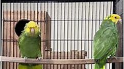 Breeding information about Amazon parrots | Adeel ch’s Aviary