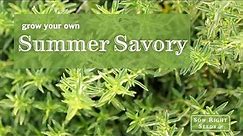 Sow Right Seeds | Grow Summer Savory from Seed