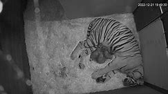 Watch The Moments After 3 Sumatran Tiger Cubs Were Born At Australian Zoo