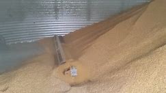 Emptying a Grain Bin