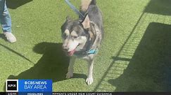 East Bay shelter hopes to find forever home to Siberian Husky named Oso